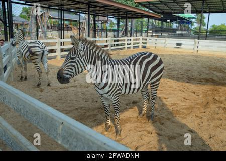 Ayutthaya, Thailand - 6. März 2023 : Zebra im Zoo des Sriayuthaya Lion Park, berühmt für das thailändische Volk und Ausländer, der neue Zoo in der Provinz Ayutthaya Stockfoto