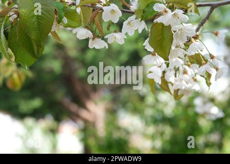 Schließen Sie unterreife Kirschblüten und weiße Blumen auf dem Ast. Selektiver Fokus. Stockfoto