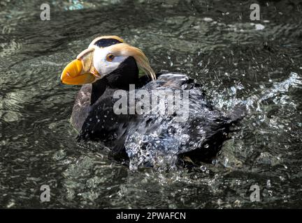 Nahaufnahme eines Papageientauchs, der Wasser aus seinem Körper schüttelt Stockfoto