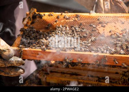 Imker, der im Bienenstock arbeitet. Sie können die Honigwaben, Bilder und andere Details des Lebensraums der Honigbienen sehen Stockfoto
