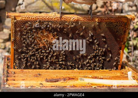 Imker, der im Bienenstock arbeitet. Sie können die Honigwaben, Bilder und andere Details des Lebensraums der Honigbienen sehen Stockfoto