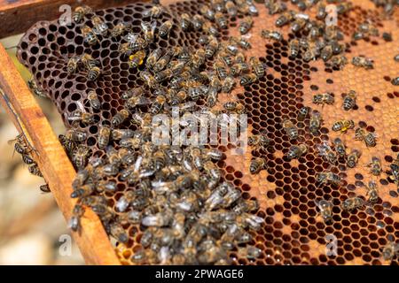 Imker, der im Bienenstock arbeitet. Sie können die Honigwaben, Bilder und andere Details des Lebensraums der Honigbienen sehen Stockfoto