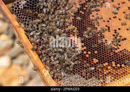 Imker, der im Bienenstock arbeitet. Sie können die Honigwaben, Bilder und andere Details des Lebensraums der Honigbienen sehen Stockfoto