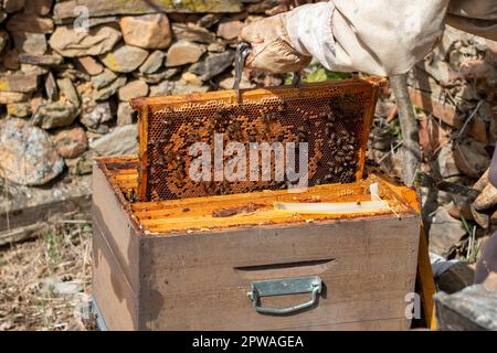 Imker, der im Bienenstock arbeitet. Sie können die Honigwaben, Bilder und andere Details des Lebensraums der Honigbienen sehen Stockfoto