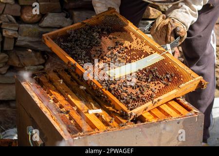 Imker, der im Bienenstock arbeitet. Sie können die Honigwaben, Bilder und andere Details des Lebensraums der Honigbienen sehen Stockfoto