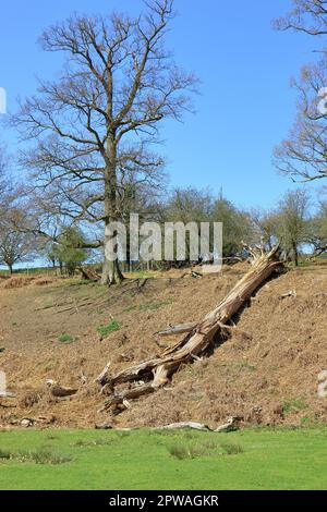 Ein umgestürzter Baum am Hang in einer wunderschönen Waldlandschaft Stockfoto