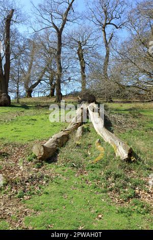 Ein gebrochener alter Baum, bedeckt von Laub und umgeben von Gras Stockfoto