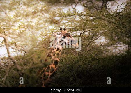 Porträtaufnahme einer wilden, majestätischen Maasai Giraffe in der Savanne im Serengeti-Nationalpark in Tansania, Afrika Stockfoto