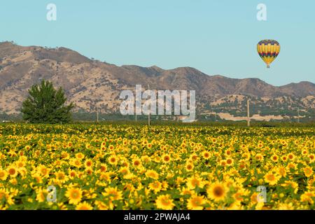 Ein Heißluftballon schwimmt über leuchtend gelben Blumen in einem Sonnenblumenfeld im Yolo County Kalifornien. Stockfoto