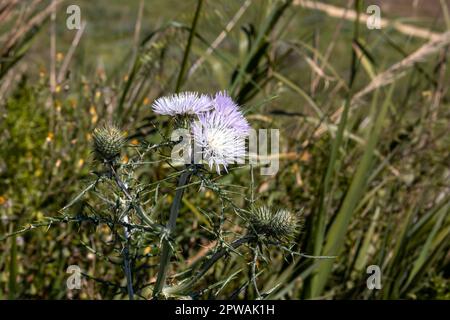 Blüte von Galaktiten in einer hellen violetten Farbe, blüht auf einer Wiese im Frühling, umgeben von anderem Grün. Parrini, Sizilien, Italien. Stockfoto