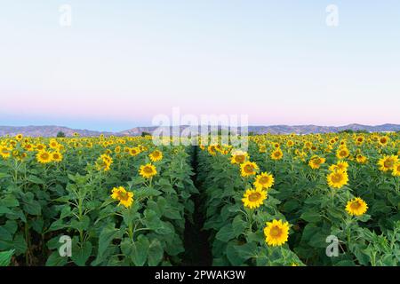 Leuchtend gelbe Sonnenblumen blühen bei Sonnenuntergang in Yolo County, Kalifornien. Stockfoto