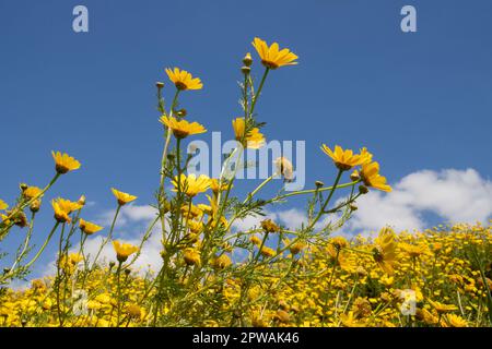 Eine von vielen Blumen, die die Straßen säumen und im Frühling auf den Wiesen wachsen. Gelbe Gänseblümchen und blauer Himmel mit hellen Wolken. Parrini, Sizilien, Ital Stockfoto