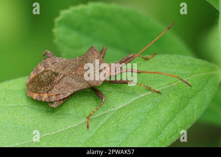 Natürliche Nahaufnahme auf einem braunen Käfer, Coreus marginatus sitzt auf einem grünen Blatt Stockfoto