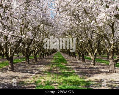 In voller Blüte eine Reihe von Mandelbäumen hinunterblickend. Rosa und weiße Mandelblüten bilden ein farbenfrohes Baldachin vor einem hellblauen Himmel in Modesto, Kalifornien Stockfoto