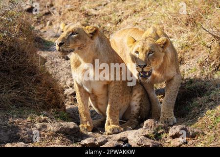 Zwei unErwachsene männliche Löwen, die beide unter der Hitze des Nairobi Nationalparks im Februar während einer der schlimmsten Dürren seit 40 Jahren leiden, nähern sich mehreren t Stockfoto