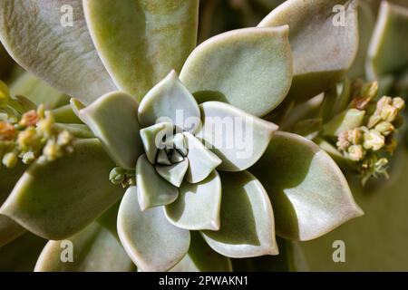 Grünblauer Sukkulent Kaktusrosette Blätter aus der Nähe, exotische Gartenpflanzen natürliche Tapeten. Graptopetalum paraguayense Sukculent Ghost plant in summ Stockfoto