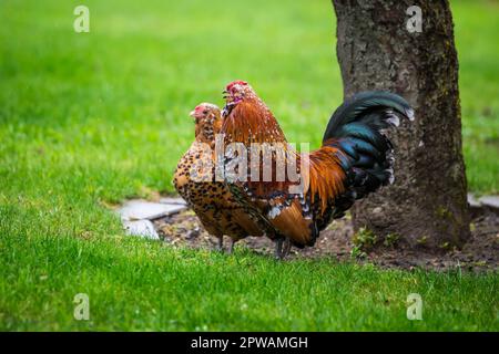 Antwerpen Belgischer Bantam (Antwerpener Bartzwerg) Hähnchenhahn und Hühnchen Stockfoto