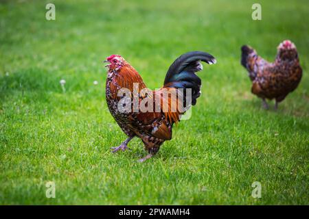 Antwerpen Belgischer Bantam (Antwerpener Bartzwerg) Hähnchenhahn Stockfoto