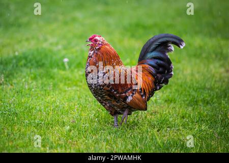 Antwerpen Belgischer Bantam (Antwerpener Bartzwerg) Hähnchenhahn Stockfoto