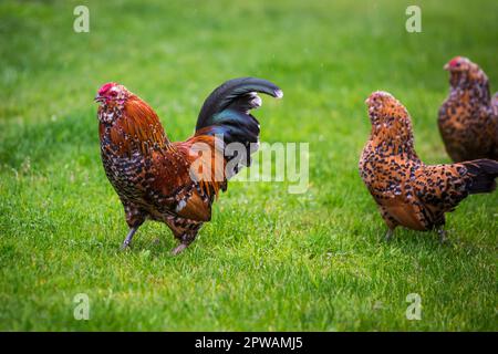 Antwerpen Belgischer Bantam (Antwerpener Bartzwerg) Hähnchenhahn Stockfoto