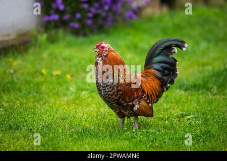 Antwerpen Belgischer Bantam (Antwerpener Bartzwerg) Hähnchenhahn Stockfoto