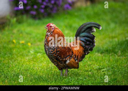 Antwerpen Belgischer Bantam (Antwerpener Bartzwerg) Hähnchenhahn Stockfoto