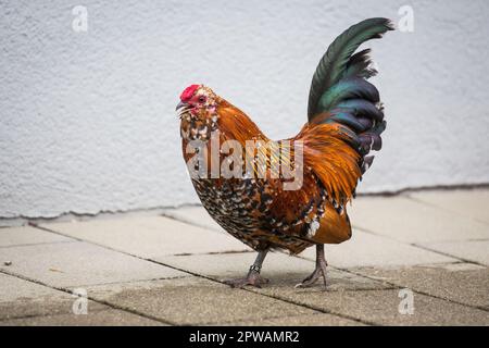 Antwerpen Belgischer Bantam (Antwerpener Bartzwerg) Hähnchenhahn Stockfoto