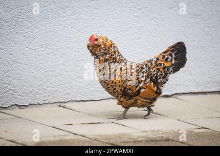 Antwerpen Belgisches Bantam (Antwerpener Bartzwerg) Hühnchen Stockfoto