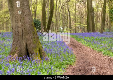Wanderweg durch die Bluebells in den Wäldern bei Nuffield, Oxfordshire Stockfoto