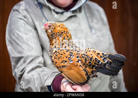 Antwerpen Belgisches Bantam (Antwerpener Bartzwerg) Hühnchen Stockfoto