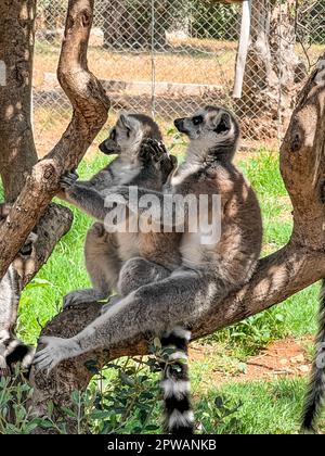 Ringschwanzlemuren, die im zoologischen Garten auf Bäumen sitzen Stockfoto