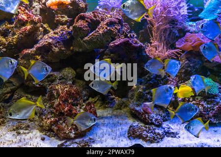 Monodactylus argenteus, Silbermoonyfisch, Silbermondbrasse, Butterbrasse, Diamantenfisch im Meeresaquarium. Tropische Fische im Ozeanariumpool mit Korallenriff Stockfoto