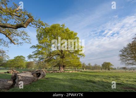 Morgenspaziergang durch die Natur im Bushy Park Surrey UK Stockfoto