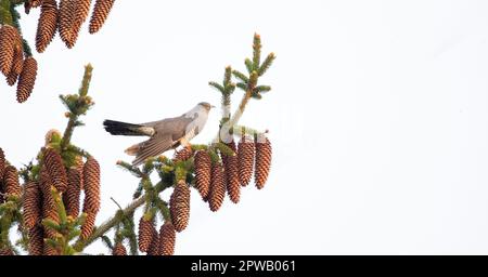 Kuckuckuck von Baum zu Baum, landet auf einem Ast und fliegt im Himmel, das beste Foto. Stockfoto