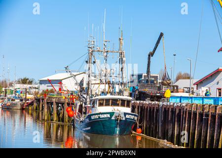 Große Fische, die von einem kommerziellen Fischereifahrzeug im Hafen von Steveston, British Columbia, Kanada, entladen werden Stockfoto