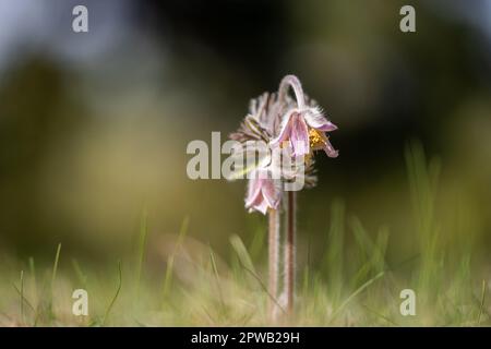 Pulsatilla pratensis (syn. Anemone pratensis) - die kleine Pasqueblume. Stockfoto