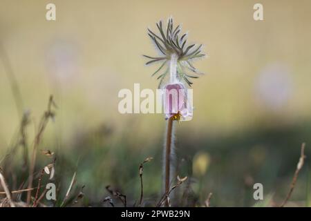 Pulsatilla pratensis (syn. Anemone pratensis) - die kleine Pasqueblume. Stockfoto