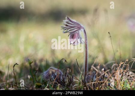 Pulsatilla pratensis (syn. Anemone pratensis) - die kleine Pasqueblume. Stockfoto