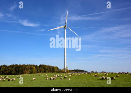 Weidebestand von Schafen unter einer Windturbine in Allgäu, Bayern, Deutschland, Europa Stockfoto