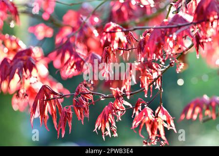 Junge Blätter des roten japanischen Ahorns (Atropurpureum) im Frühjahr, Zierbaum, Bayern, Deutschland, Europa Stockfoto