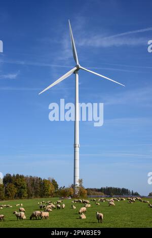 Weidebestand von Schafen unter einer Windturbine in Allgäu, Bayern, Deutschland, Europa Stockfoto