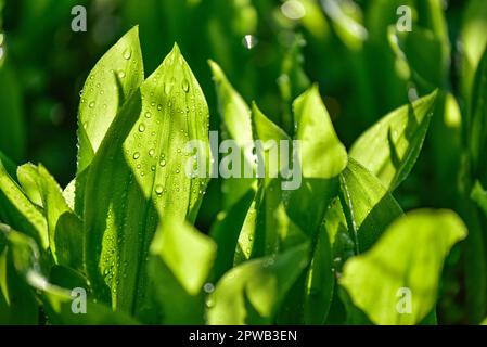 Blätter der Maiglöckchen des Tals (Convallaria majalis) mit Morgentau im Hintergrund, Bayern, Deutschland, Europa Stockfoto