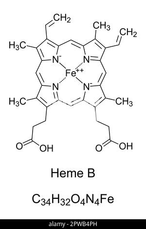 Heme B, Haem B oder Protohäm IX, chemische Formel und Struktur Stock Vektor