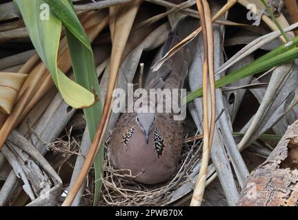 Gefleckte Taube ( Spilopelia chinensis), Erwachsener, der auf einem Nest im Südosten von Queensland, Australien sitzt. März Stockfoto