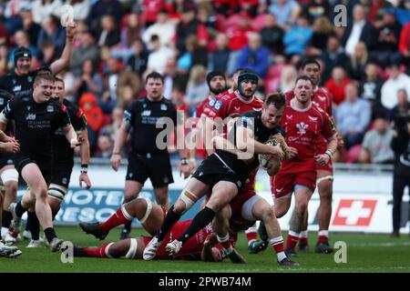 Llanelli, Großbritannien. 29. April 2023. Stafford McDowall von Glasgow Warriors erzielt den Endversuch seines Teams. Rugby im European Challenge Cup, Halbfinalspiel, Scarlets gegen Glasgow Warriors im Parc y Scarlets in Llanelli, Wales, am Samstag, den 29. April 2023. Bild von Andrew Orchard/Andrew Orchard Sportfotografie/Alamy Live News Kredit: Andrew Orchard Sportfotografie/Alamy Live News Stockfoto