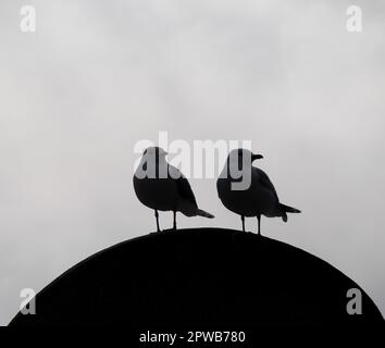 Zwei Vögel, die auf Stein gegen den Himmel stehen Stockfoto