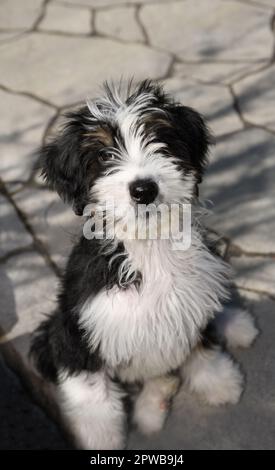 Drei Monate alter Bernedoodle Welpe, der gehorsam auf einer steinernen Terrasse sitzt Stockfoto