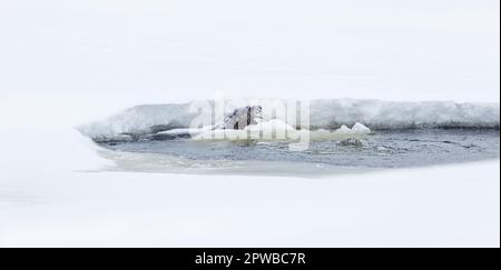 Otterfütterung in einem kleinen belüfteten Fischteich im Norden von Wisconsin. Stockfoto