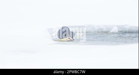 Otterfütterung in einem kleinen belüfteten Fischteich im Norden von Wisconsin. Stockfoto