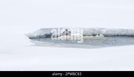 Otterfütterung in einem kleinen belüfteten Fischteich im Norden von Wisconsin. Stockfoto